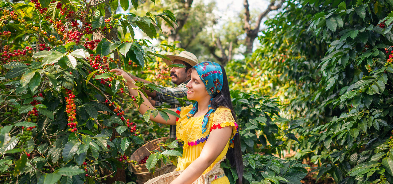 ruta del cafe colombia